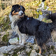 Tokyo participe au concours pour gagner de l'argent avec cette photo : adventure, alert, animal, black_fur, brown_fur, canine, daylight, dog, forest, landscape, moss, nature, outdoor, rocks, scenery, standing, water, waterfall, wet_fur, white_fur