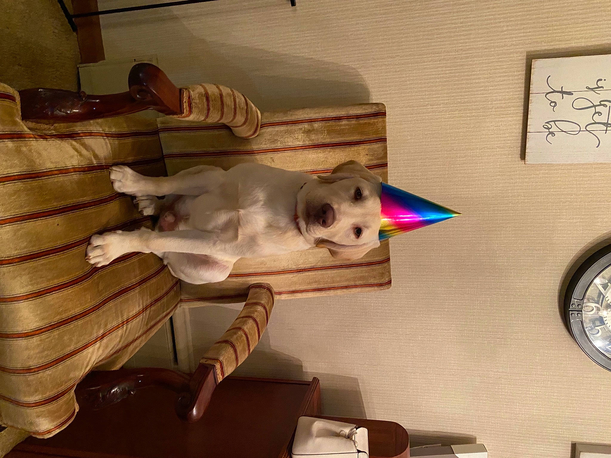 Monti is registered to the contest to win money with this photo: art, canidae, carnivore, cat, comfort, companion_dog, fawn, felidae, floor, flooring, handwriting, hardwood, living_room, plywood, room, small_to_medium_sized_cats, tail, visual_arts, whiskers, wood