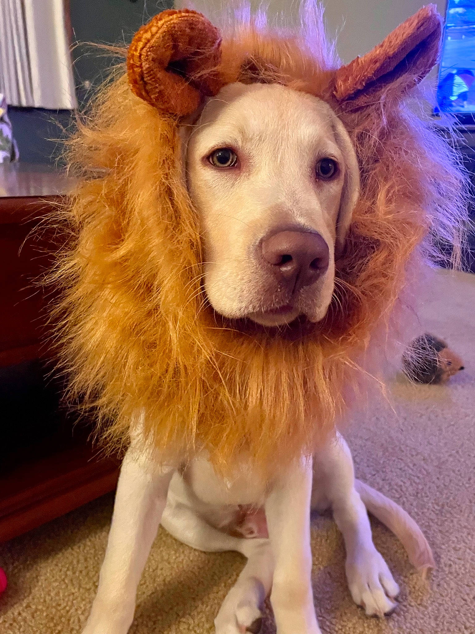 Monti is registered to the contest to win money with this photo: animal_product, canidae, cap, carnivore, companion_dog, dog, dog_breed, fawn, flooring, fun, fur, fur_clothing, happy, liver, selfie, snout, street_fashion, whiskers, wood, working_animal