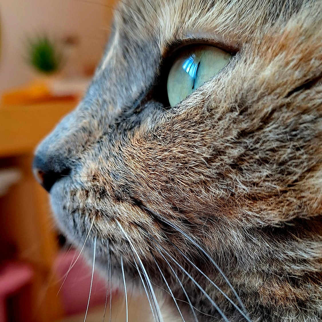 Pelote a rejoint le concours — aidez-le/la à gagner de superbes lots ! animal, cat, close_up, cute, domestic_cat, face, feline, focused, fur, green_eye, indoor, mammal, nature, pet, portrait, profile, snout, soft_light, texture, whiskers