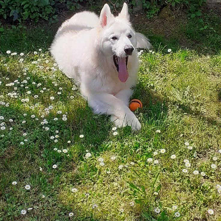 Boule De Neige a rejoint le concours — aidez-le/la à gagner de superbes lots ! dog, white_dog, grass, flowers, outdoor, sunlight, pet, animal, playful, tongue_out, happy, nature, greenery, summer, canine, leisure, garden, resting, ball, cute