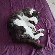 Voyou participe au concours pour gagner de l'argent avec cette photo : cat, sleeping, paw, fur, blanket, purple, cozy, pet, animal, indoor, resting, whiskers, tail, cute, relaxed, domestic, feline, claws, bed, quiet