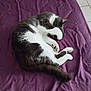 Voyou participe au concours pour gagner de l'argent avec cette photo : animal, bed, blanket, cat, claws, cozy, cute, domestic, feline, fur, indoor, paw, pet, purple, quiet, relaxed, resting, sleeping, tail, whiskers