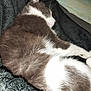Voyou participe au concours pour gagner de l'argent avec cette photo : cat, sleeping, fur, blanket, cozy, resting, indoor, pet, animal, white, gray, soft, relaxation, cute, mammal, whiskers, paw, closeup, comfort, nap