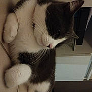 Voyou participe au concours pour gagner de l'argent avec cette photo : cat, animal, pet, feline, indoor, floor, tile, white, gray, fur, paw, relaxed, resting, cute, whiskers, side_view, mammal, domestic, cozy, quiet