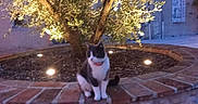 Voyou participe au concours pour gagner de l'argent avec cette photo : animal, brick, calm, cat, collar, cute, evening, feline, garden, lighting, nature, night, olive_tree, outdoor, pet, plant, planter, sitting, stone_wall, tree