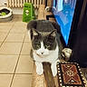 Voyou participe au concours pour gagner de l'argent avec cette photo : alien_sign, animal, cat, cozy, curious, decorative_box, feline, gray_cat, green_sign, household, indoor, looking, metallic_object, pet, radiator, resting, television, tile_floor, white_cat, wooden_surface