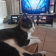 Voyou a rejoint le concours — aidez-le/la à gagner de superbes lots ! animal, bookshelf, cat, cozy, electronics, floor, furniture, gray_cat, home, house, indoor, living_room, pet, radiator, relaxed, shelf, table, television, tiles, white_cat