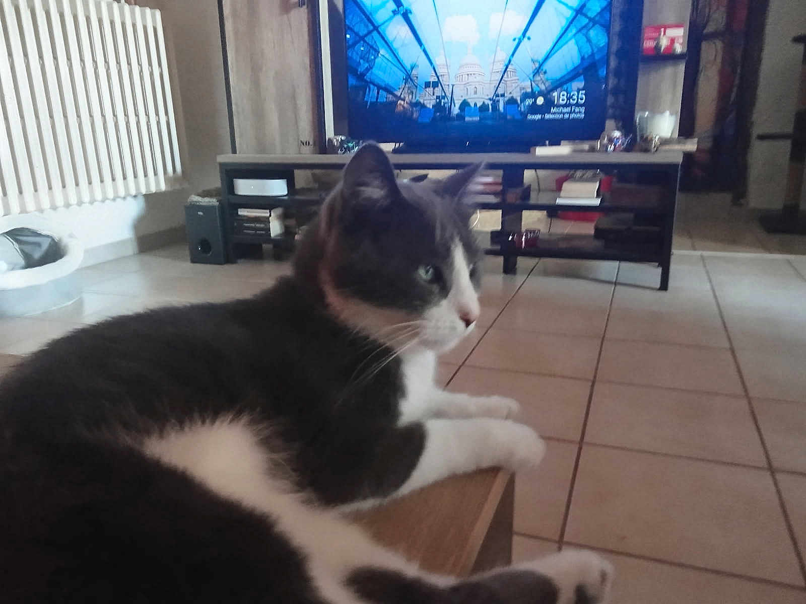 Voyou a rejoint le concours — aidez-le/la à gagner de superbes lots ! animal, bookshelf, cat, cozy, electronics, floor, furniture, gray_cat, home, house, indoor, living_room, pet, radiator, relaxed, shelf, table, television, tiles, white_cat