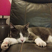 Voyou participe au concours pour gagner de l'argent avec cette photo : animal, cat, close_up, closed_eyes, cozy, furniture, home, indoor, lamp, leather_chair, pet, pink, pink_nose, portrait, relaxed, resting, sleeping, tuxedo_cat, whiskers, white_paws