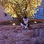 Voyou a rejoint le concours — aidez-le/la à gagner de superbes lots ! cat, tree, stone_wall, garden_lights, outdoor, collar, night, plant, brick, nature, animal, pet, evening, illuminated, sitting, quiet, stone, fence, calm, background