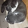 Voyou a rejoint le concours — aidez-le/la à gagner de superbes lots ! bench, cat, curled_up, domestic_animal, ear, feline, floor_tiles, fur, grey_cat, indoor, pet, quiet, relaxed, resting, side_view, sleeping, tail, whiskers, white_cat, wooden_bench