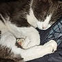 Voyou participe au concours pour gagner de l'argent avec cette photo : cat, sleeping, gray_and_white, fur, whiskers, paws, cozy, resting, pet, animal, cute, indoor, closeup, feline, nap, soft, relaxation, domestic_cat, quiet, peaceful