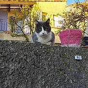Voyou a rejoint le concours — aidez-le/la à gagner de superbes lots ! animal, blue_sky, cat, curious_cat, daylight, flower_pot, garden, gray_and_white_cat, house, nature, outdoor, pet, pink_pot, plant, sky, stone_wall, sunlight, tree, window, yellow_house