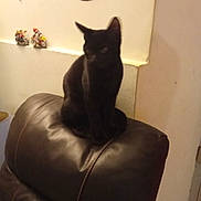 Loki participe au concours pour gagner de l'argent avec cette photo : animal, black_cat, brown, cat, cute, domestic_cat, feline, figurines, furniture, home_interior, indoor, leather_chair, motorcycle_garage_sign, pet, relaxing, seat, sitting, soft_lighting, wall, wall_decor