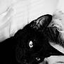 Loki participe au concours pour gagner de l'argent avec cette photo : animal, black_and_white, black_cat, closeup, companion, cozy, eyes, face, feline, hair, indoor, intimacy, monochrome, person, pet, portrait, relaxation, snuggling, soft_light, warmth