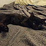 Loki participe au concours pour gagner de l'argent avec cette photo : cat, kitten, black_cat, pet, animal, sleeping, blanket, pillow, cozy, indoor, fur, whiskers, cute, resting, feline, young_animal, relaxed, lying_down, bed, home