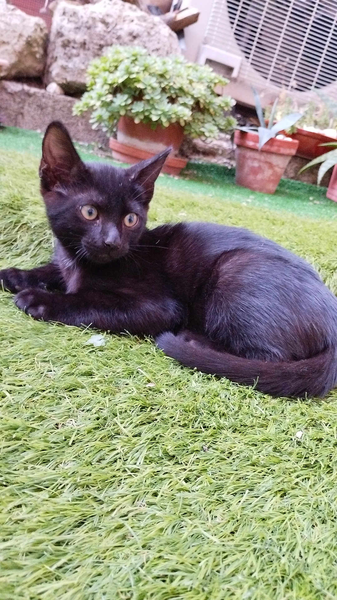 Loki