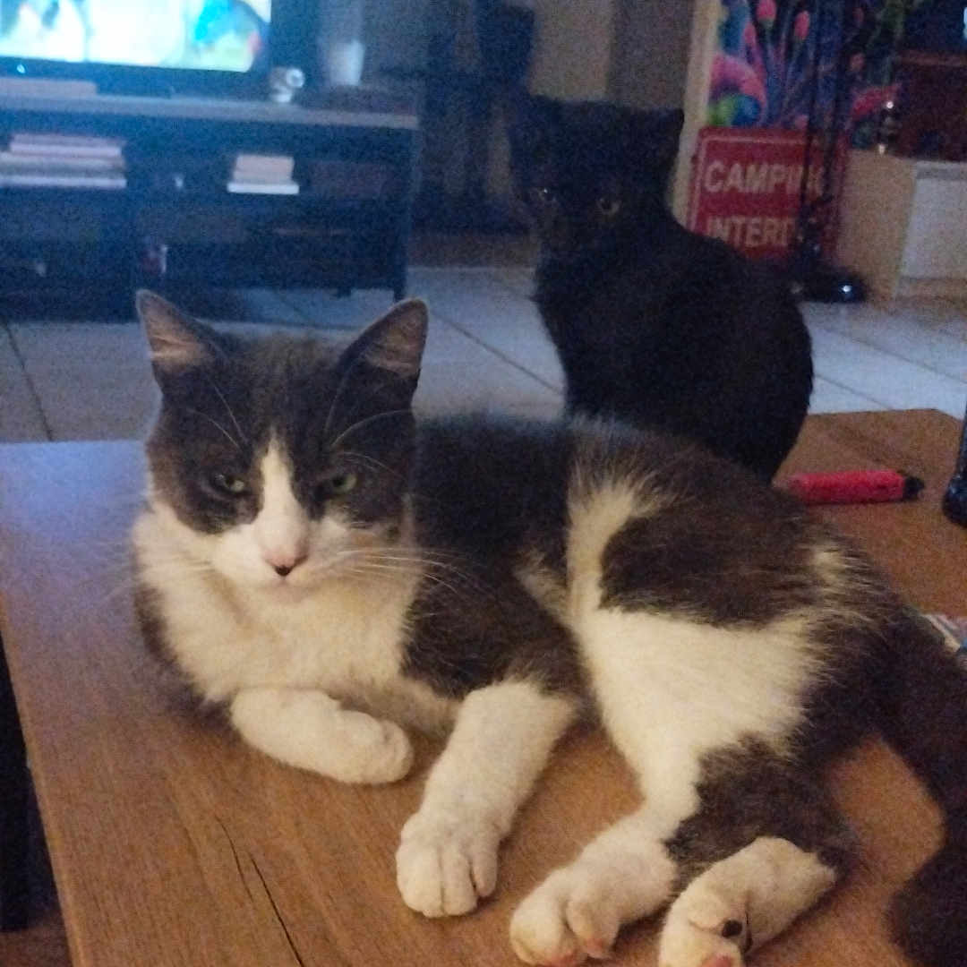 Voyou Et Loki a rejoint le concours — aidez-le/la à gagner de superbes lots ! animal, black, cat, cats, cozy, cute, domestic, floor, furniture, gray, home, indoor, living_room, pet, relaxing, table, tapestry, television, white, wood