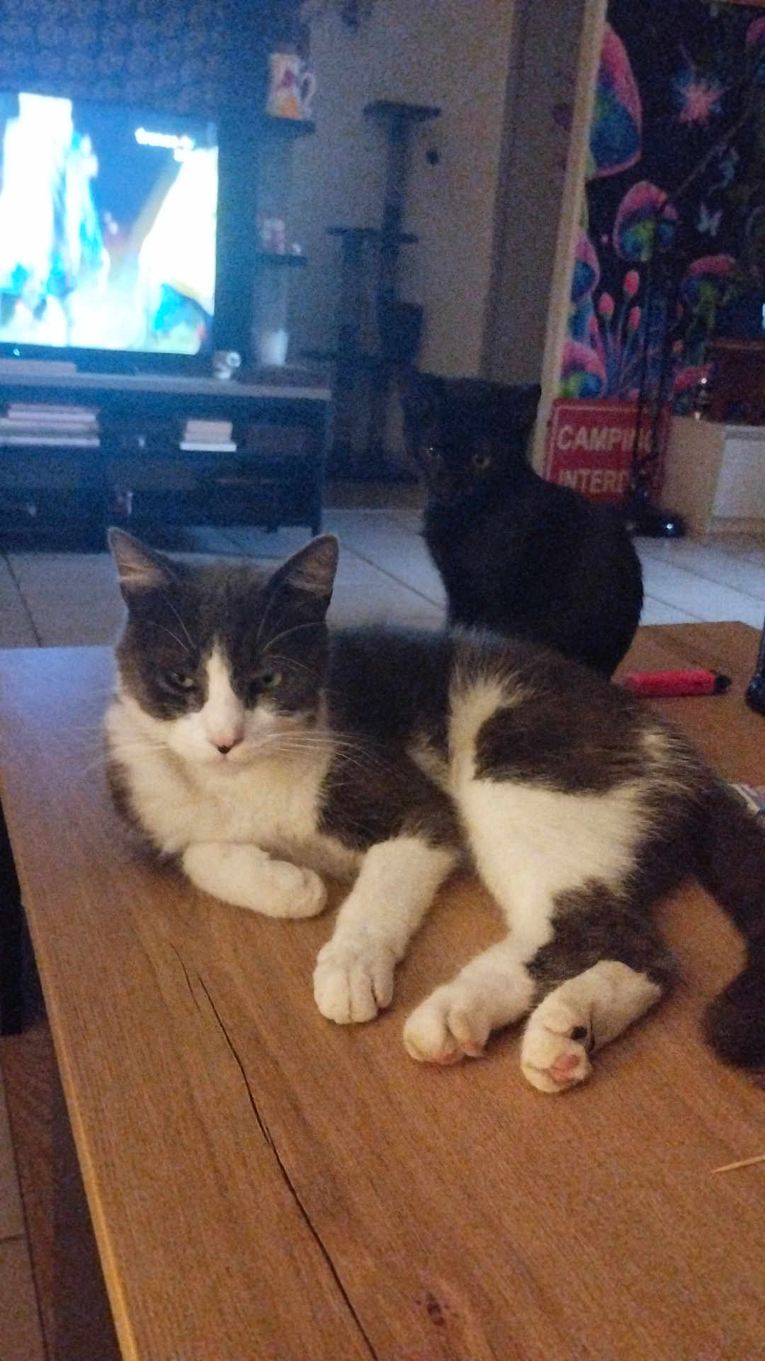 Voyou Et Loki a rejoint le concours — aidez-le/la à gagner de superbes lots ! animal, black, cat, cats, cozy, cute, domestic, floor, furniture, gray, home, indoor, living_room, pet, relaxing, table, tapestry, television, white, wood