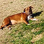 dog, brown_dog, lying_down, grass, outdoor, sunlight, pet, canine, relaxed, nature, animal, daylight, resting, collar, mammal, one_dog, paw, field, summer, closeup