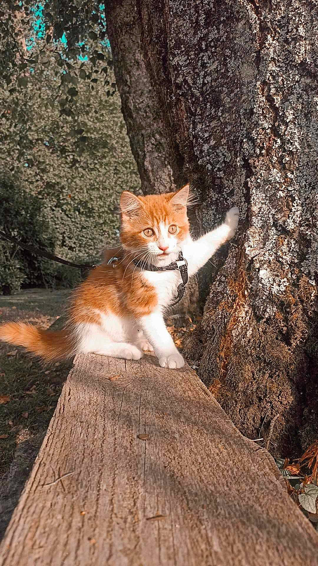 O'Malley participe au concours pour gagner de l'argent avec cette photo : brown, carnivore, cat, domestic_short_haired_cat, eye, fawn, felidae, fur, grass, human_leg, plant, small_to_medium_sized_cats, snout, tail, terrestrial_animal, tree, trunk, twig, whiskers, wood