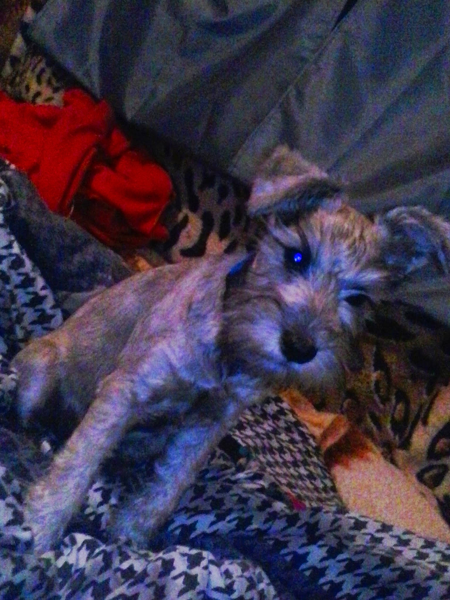 Beamer Bentley is registered to the contest to win money with this photo: canidae, carnivore, comfort, companion_dog, dog, dog_breed, dog_supply, electric_blue, fawn, fur, liver, small_terrier, snout, sporting_group, terrestrial_animal, terrier, toy_dog, water_dog, working_animal, working_terrier