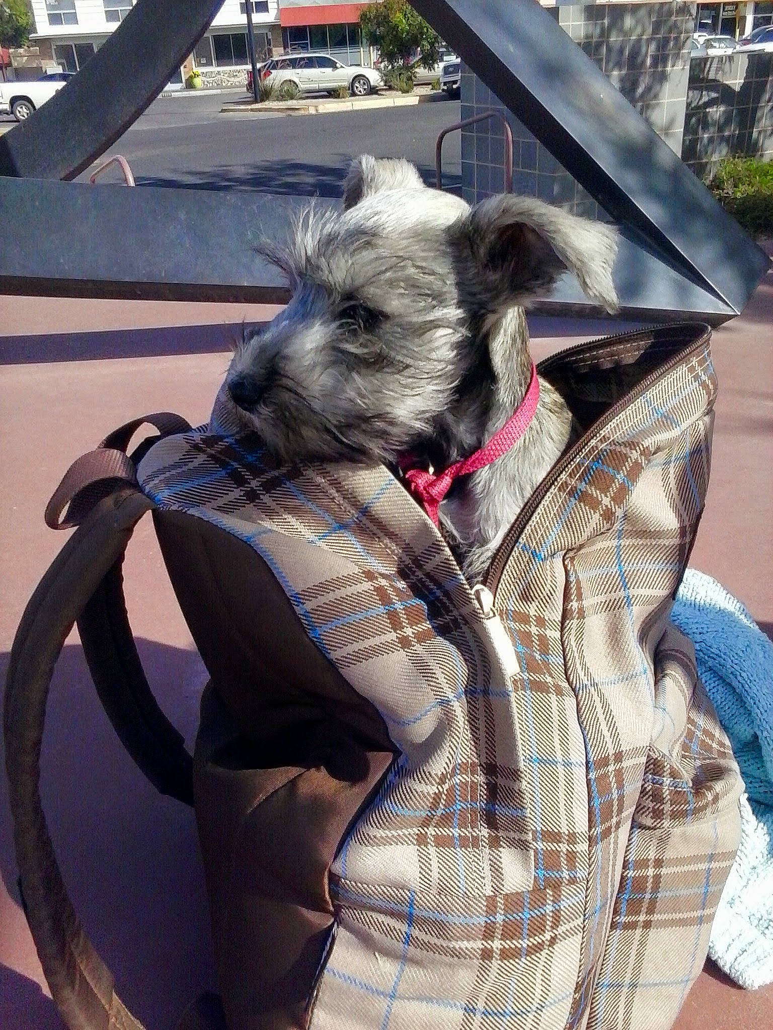 Beamer Bentley joined the competition — help win amazing prizes! canidae, carnivore, collar, companion_dog, dog, dog_breed, fashion_accessory, fawn, fur, leash, pattern, plaid, plant, snout, sporting_group, tartan, toy_dog, tree, working_animal, wrinkle