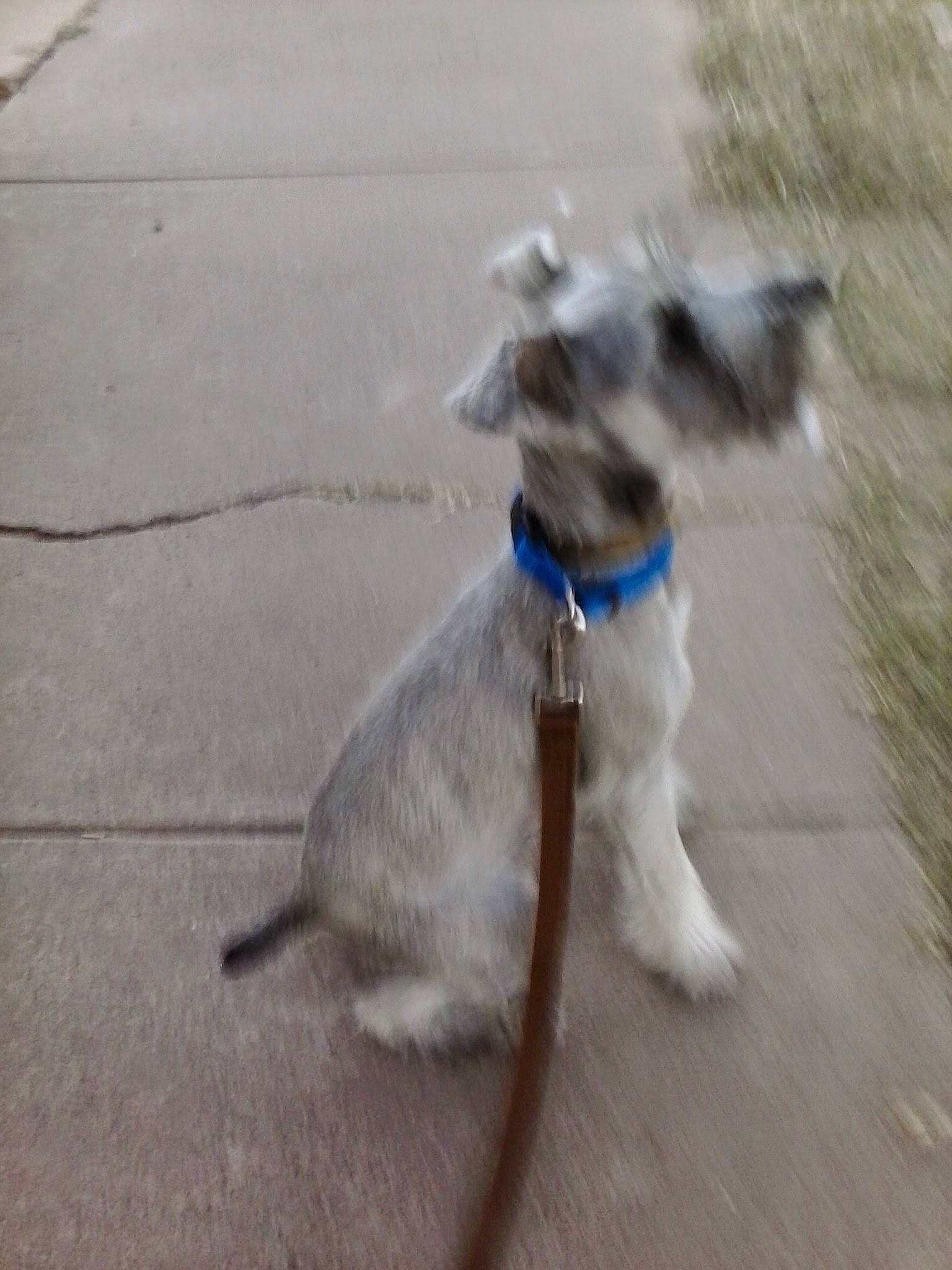 Beamer Bentley is registered to the contest to win money with this photo: asphalt, canidae, carnivore, collar, companion_dog, concrete, dog, dog_breed, dog_collar, dog_supply, electric_blue, fawn, flooring, leash, paw, pet_supply, road_surface, sporting_group, tail, working_animal