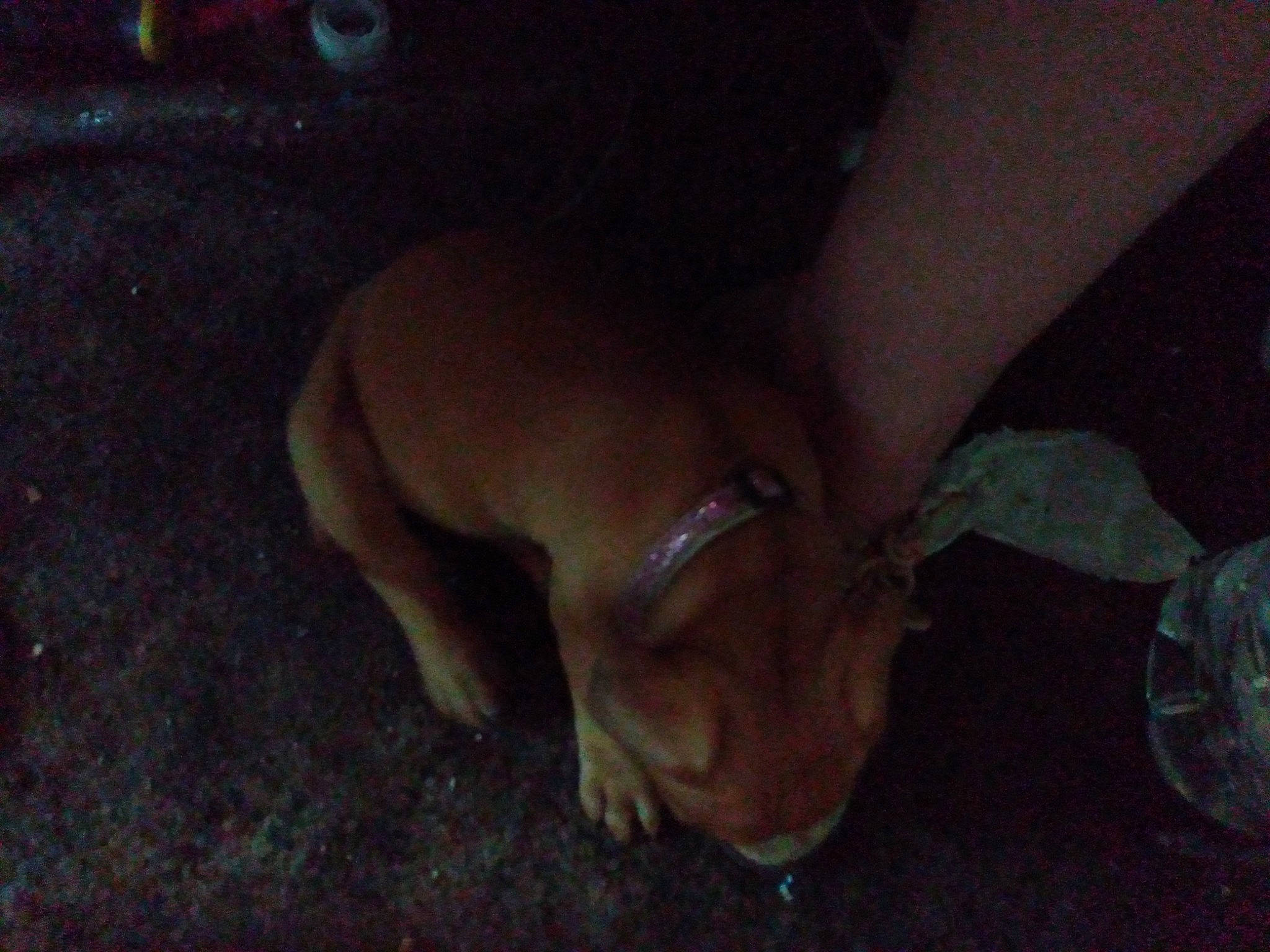 Monna Lissa joined the competition — help win amazing prizes! canidae, carnivore, chest, companion_dog, dog, dog_breed, fawn, felidae, flooring, foot, fur, human_leg, paw, small_to_medium_sized_cats, snout, sporting_group, tail, terrestrial_animal, whiskers, working_animal