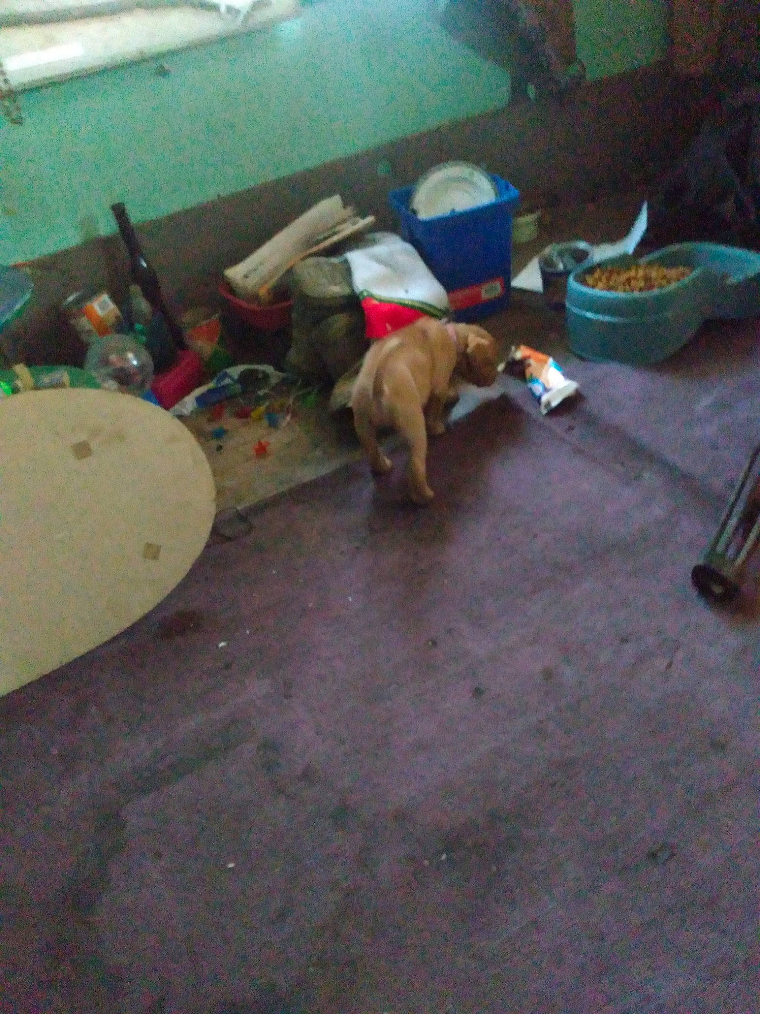 Monna Lissa joined the competition — help win amazing prizes! canidae, carnivore, comfort, companion_dog, concrete, dog, dog_breed, fawn, floor, flooring, hardwood, non_sporting_group, room, sporting_group, tail, window, window_blind, wood, working_animal