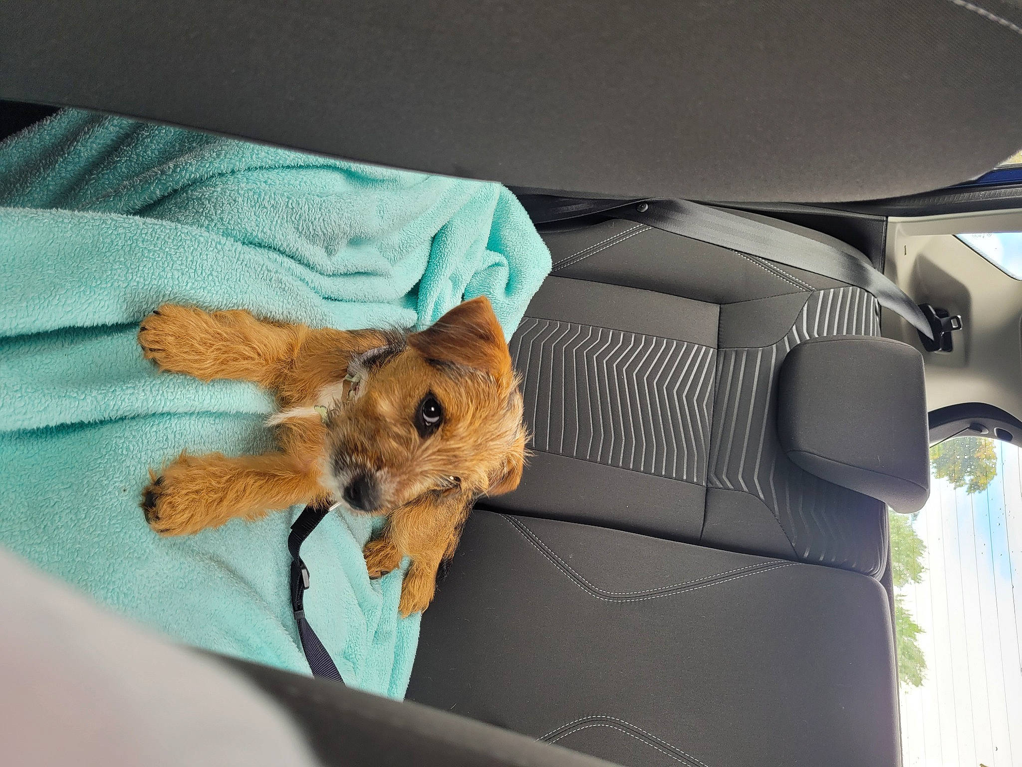 Nova is registered to the contest to win money with this photo: auto_part, automotive_exterior, automotive_mirror, automotive_window_part, car, car_seat, carnivore, dog_breed, family_car, fawn, felidae, hood, motor_vehicle, personal_luxury_car, small_to_medium_sized_cats, toy, vehicle, vehicle_door, whiskers, windshield