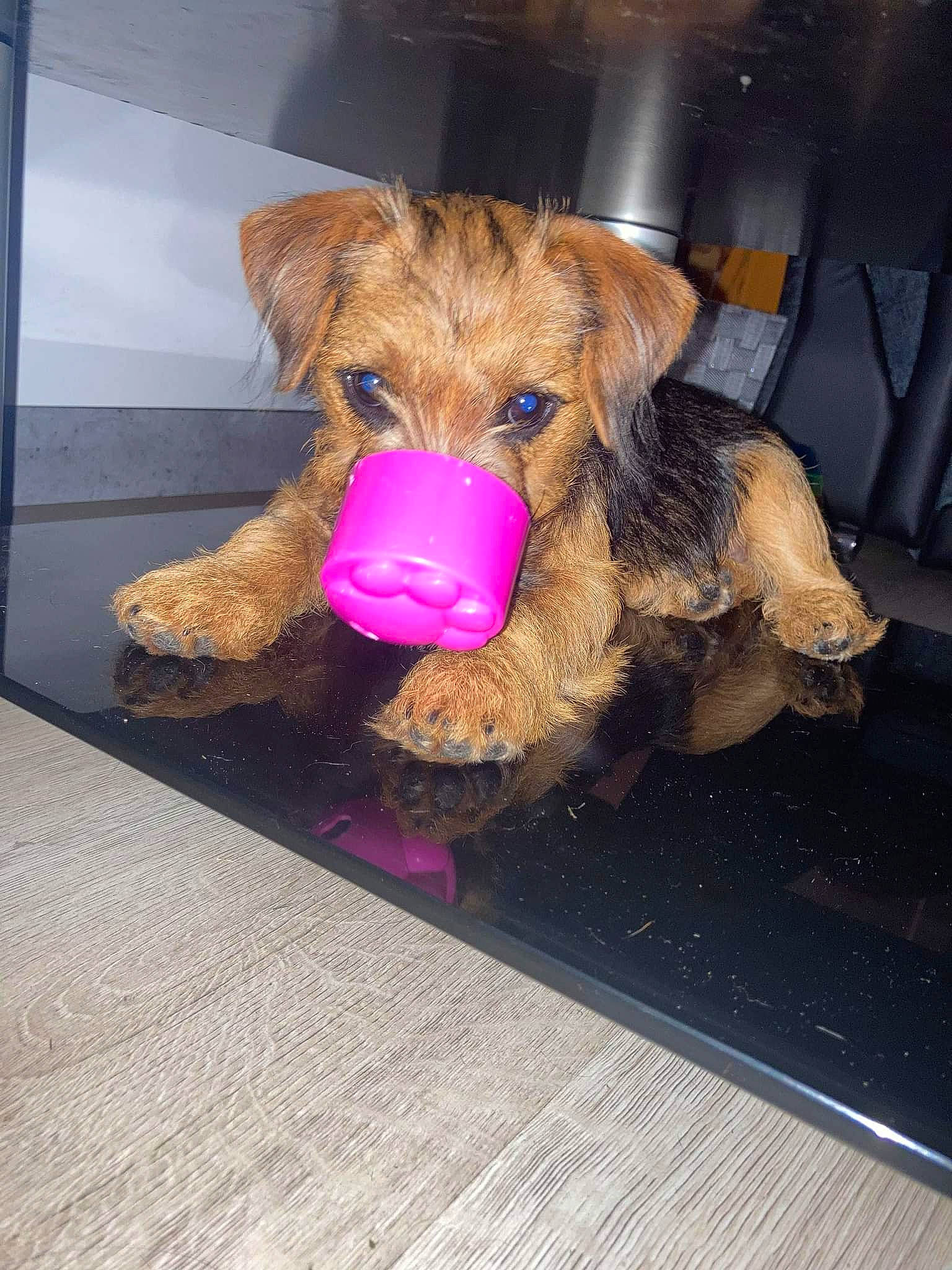 Nova is registered to the contest to win money with this photo: airedale_terrier, bear, brown, brown_bear, canidae, carnivore, companion_dog, dog_breed, fawn, flooring, fur, milanesa, plush, snout, sporting_group, stuffed_toy, teddy_bear, toy, welsh_terrier, wood