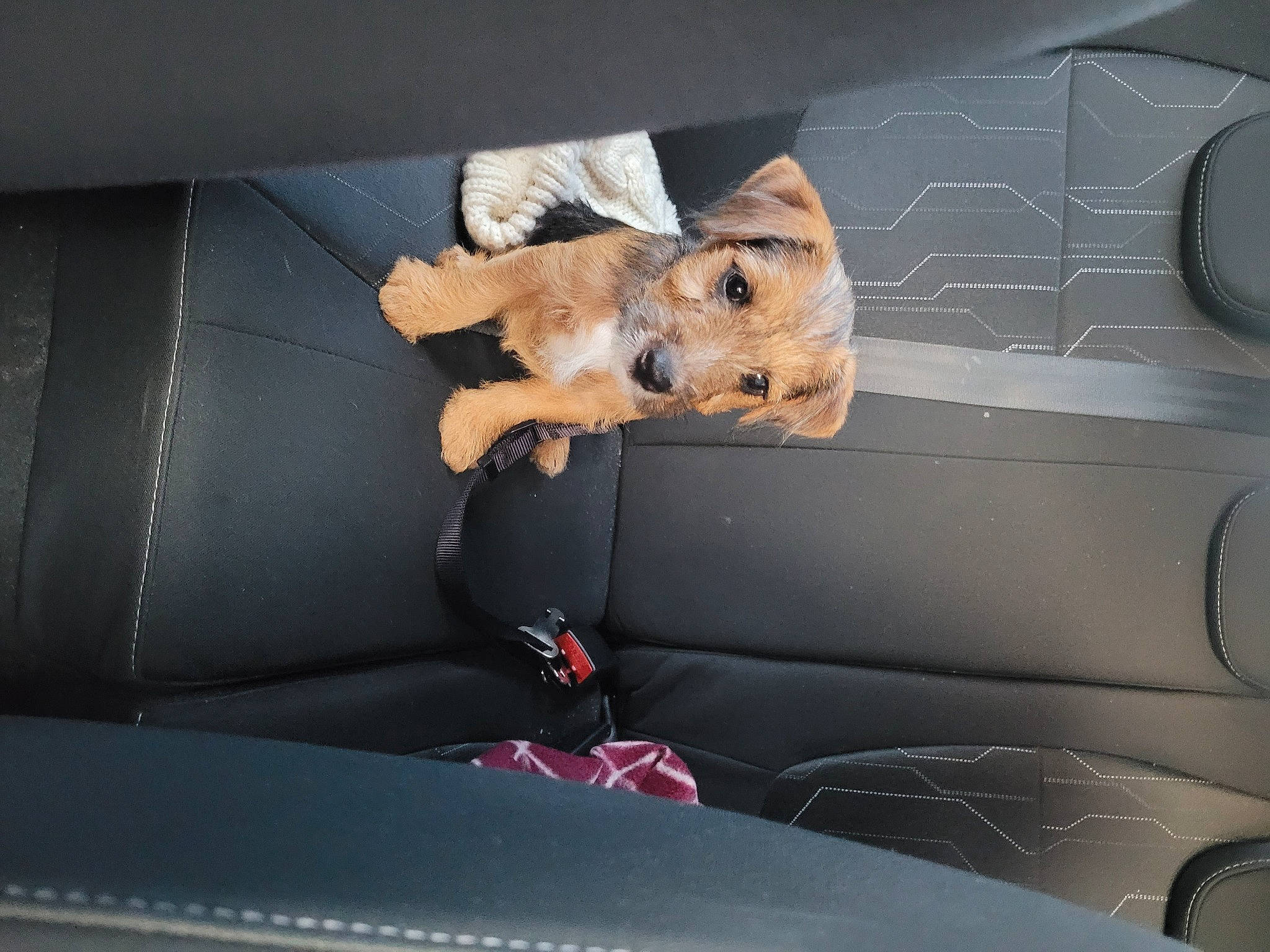 Nova is registered to the contest to win money with this photo: auto_part, automotive_design, automotive_exterior, automotive_window_part, car_seat, car_seat_cover, carnivore, companion_dog, dog_breed, fawn, fixture, fur, luxury_vehicle, motor_vehicle, personal_luxury_car, sporting_group, tints_and_shades, vehicle, vehicle_door, windshield