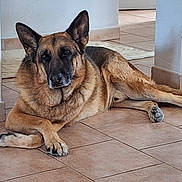 Naxo a rejoint le concours — aidez-le/la à gagner de superbes lots ! animal, canine, companion, crossed_paws, dog, domestic, ears, eyes, fur, german_shepherd, home, indoor, laying_down, legs, mammal, nose, pet, portrait, relaxed, tile_floor