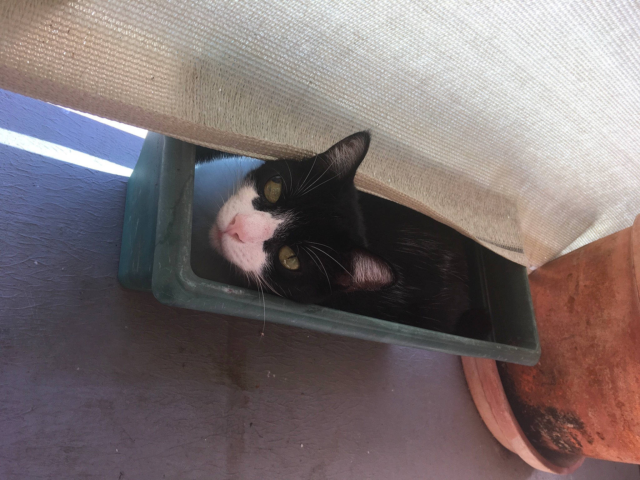 Minus participe au concours pour gagner de l'argent avec cette photo : beige, carnivore, cat, felidae, fur, pet_supply, small_to_medium_sized_cats, snout, tongue, vertebrate, whiskers