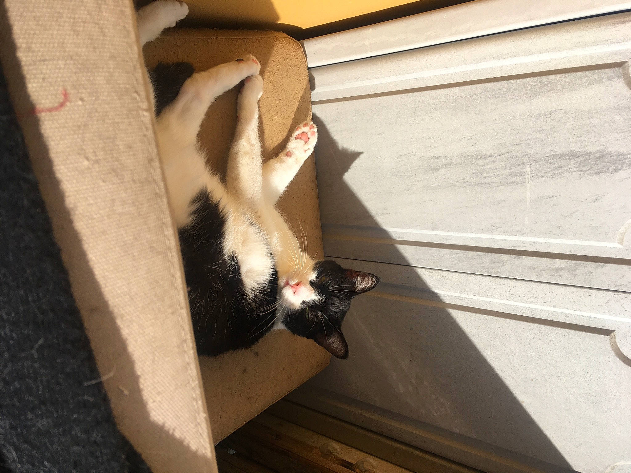 Minus participe au concours pour gagner de l'argent avec cette photo : balinese, beige, carnivore, cat, felidae, fur, siamese, small_to_medium_sized_cats, snout, terrestrial_animal