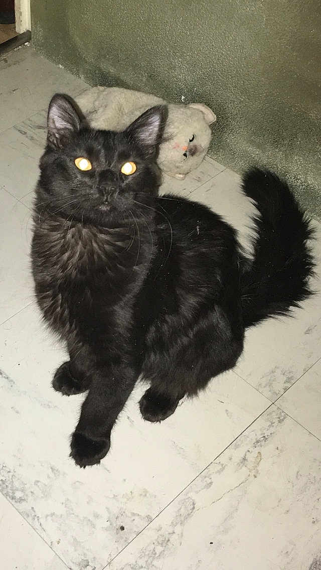 Odin