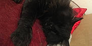 Odin a rejoint le concours — aidez-le/la à gagner de superbes lots ! black_cat, carnivore, cat, claw, comfort, felidae, fur, kitten, small_to_medium_sized_cats