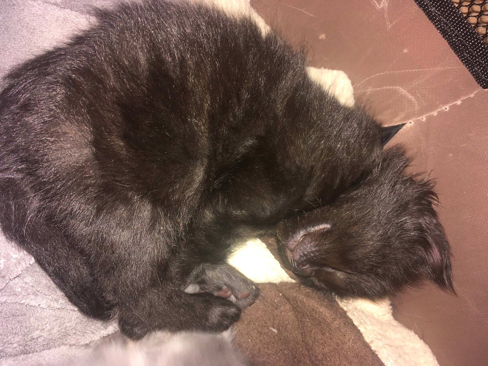 Odin a rejoint le concours — aidez-le/la à gagner de superbes lots ! black_cat, bombay, carnivore, cat, claw, comfort, felidae, fur, mesh, nap, paw, sleep, small_to_medium_sized_cats, snout, terrestrial_animal, whiskers