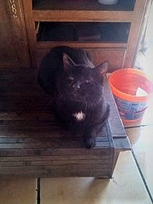 Blackïe participe au concours pour gagner de l'argent avec cette photo : american_shorthair, black_cat, british_shorthair, carnivore, cat, chartreux, domestic_short_haired_cat, european_shorthair, felidae, furniture, kitten, korat, nebelung, russian_blue, small_to_medium_sized_cats, table, tail, whiskers