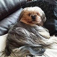 Newton a rejoint le concours — aidez-le/la à gagner de superbes lots ! dog, pet, long_hair, fluffy, couch, leather, pillow, indoor, resting, curious, animal, companion, cozy, fur, canine, relaxed, home, cute, small_dog, portrait