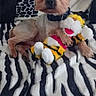 Newton a rejoint le concours — aidez-le/la à gagner de superbes lots ! dog, plush_toy, blanket, zebra_stripes, animal_print, pet, small_dog, fur, collar, toy, cute, resting, indoors, fabric, pattern, cozy, companion, stuffed_animal, relaxed, home