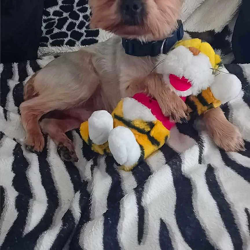 Newton a rejoint le concours — aidez-le/la à gagner de superbes lots ! dog, plush_toy, blanket, zebra_stripes, animal_print, pet, small_dog, fur, collar, toy, cute, resting, indoors, fabric, pattern, cozy, companion, stuffed_animal, relaxed, home