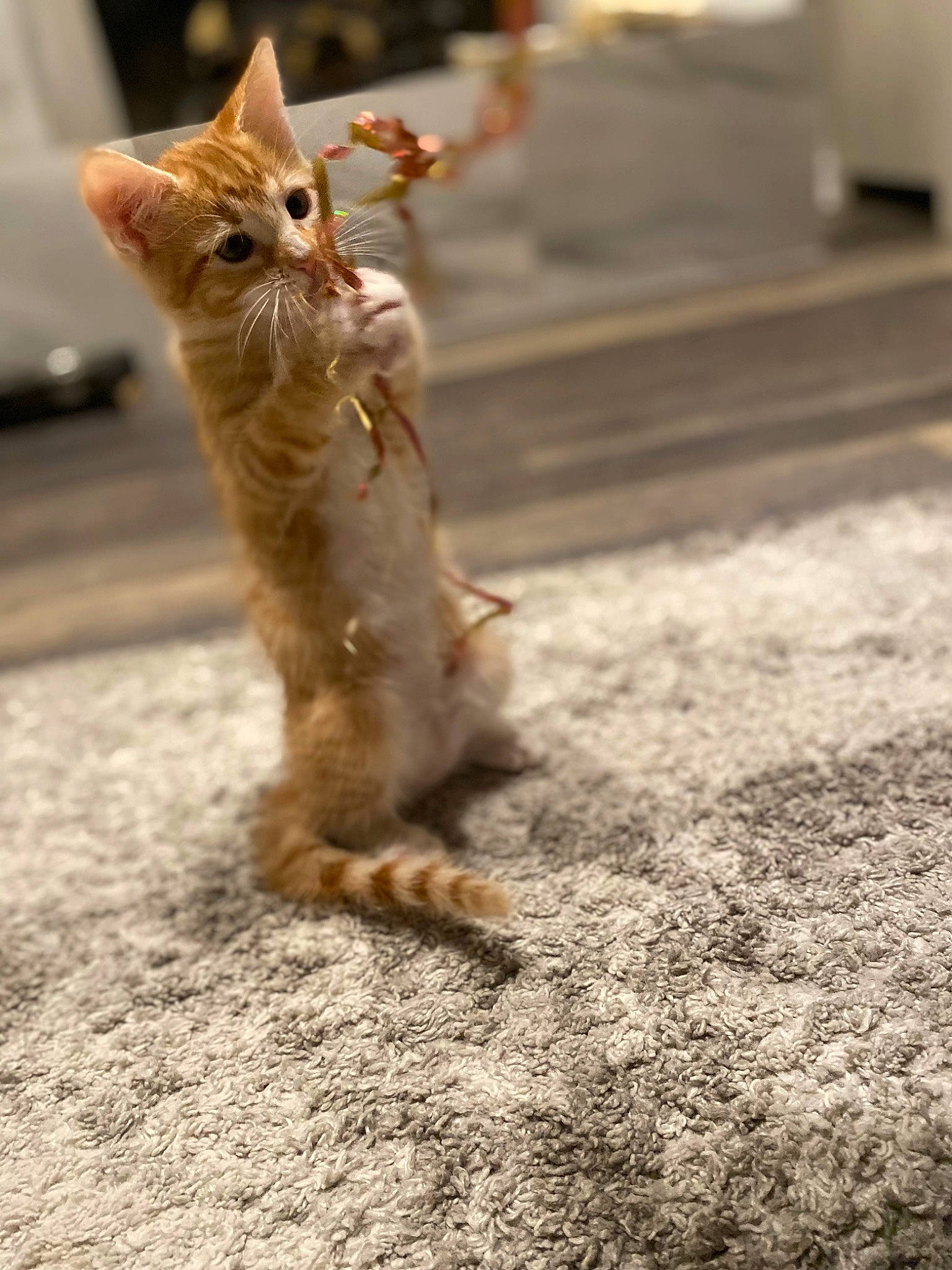 Drax is registered to the contest to win money with this photo: asphalt, carnivore, cat, close_up, domestic_short_haired_cat, fawn, felidae, flooring, human_leg, plant, road, road_surface, sidewalk, small_to_medium_sized_cats, snout, soil, tail, terrestrial_animal, whiskers, wood