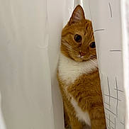 Roy is registered to the contest to win money with this photo: cat, ginger_cat, white_fur, curtain, indoor, pet, animal, cute, curious, shy, whiskers, paw, feline, soft_fur, close_up, domestic_cat, playful, hidden, eyes, portrait