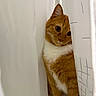 cat, ginger_cat, white_fur, curtain, indoor, pet, animal, cute, curious, shy, whiskers, paw, feline, soft_fur, close_up, domestic_cat, playful, hidden, eyes, portrait