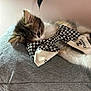 bow, cat, chanel, closeup, curious, cute, feline, fur, gray_cushion, houndstooth, indoor, kitten, pet, relaxed, resting, sleepy, soft_texture, striped, whiskers, white_paws