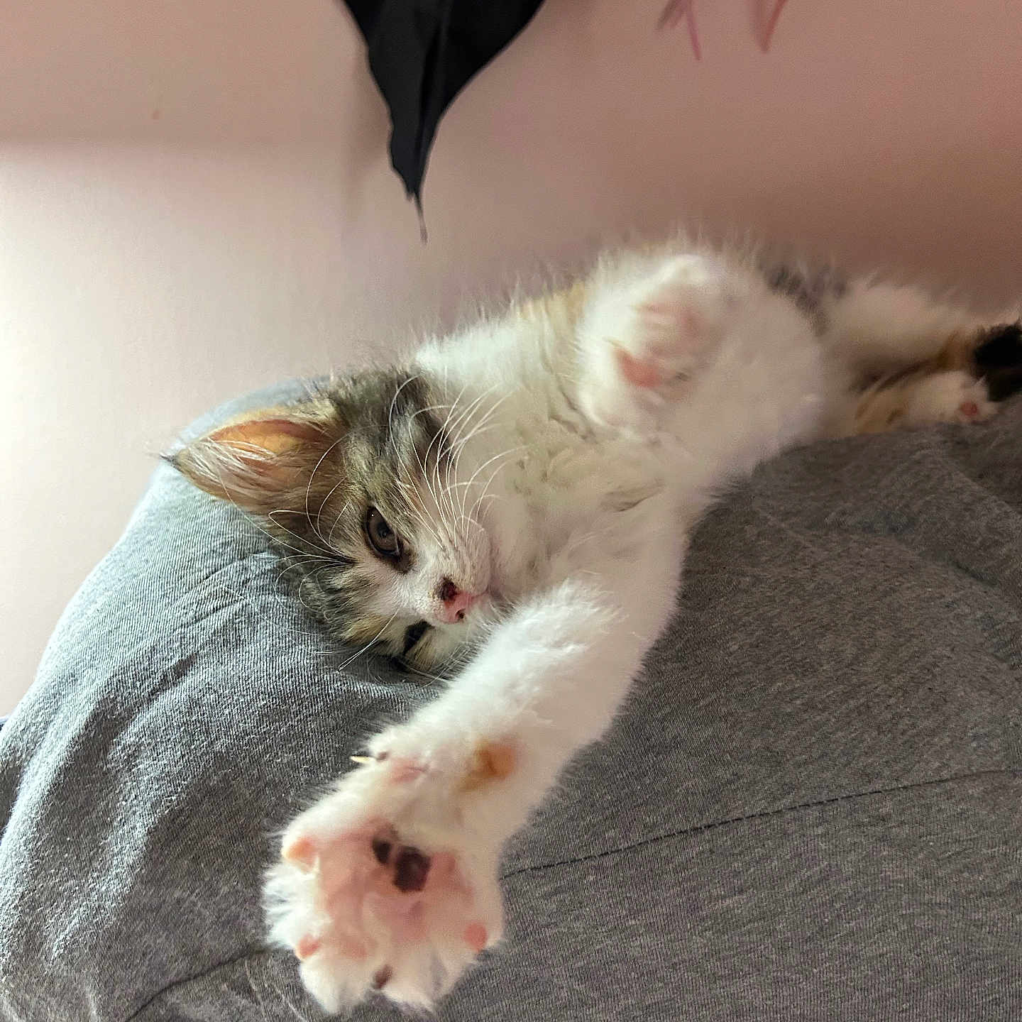 Cleo