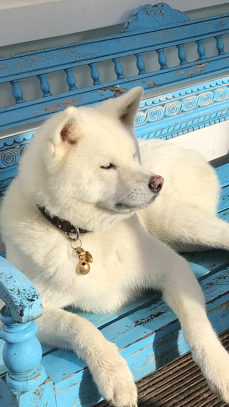 Tika participe au concours pour gagner de l'argent avec cette photo : dog, white_dog, bench, blue_bench, outdoor, sunlight, collar, bell, pet, animal, fur, resting, calm, close_up, daylight, wood, weathered, seat, paw, nostalgic